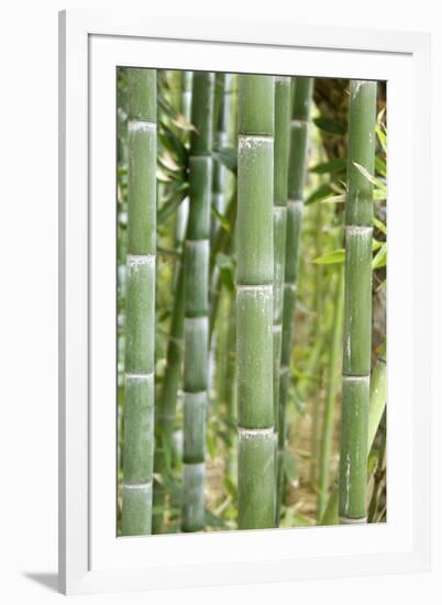 Bamboo (Phyllostachys Sp.)-Johnny Greig-Framed Photographic Print