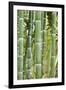 Bamboo (Phyllostachys Sp.)-Johnny Greig-Framed Photographic Print