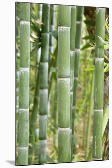 Bamboo (Phyllostachys Sp.)-Johnny Greig-Mounted Photographic Print