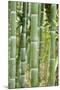 Bamboo (Phyllostachys Sp.)-Johnny Greig-Mounted Photographic Print