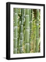 Bamboo (Phyllostachys Sp.)-Johnny Greig-Framed Photographic Print