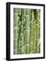 Bamboo (Phyllostachys Sp.)-Johnny Greig-Framed Photographic Print