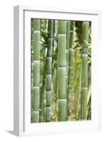 Bamboo (Phyllostachys Sp.)-Johnny Greig-Framed Photographic Print