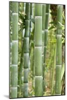 Bamboo (Phyllostachys Sp.)-Johnny Greig-Mounted Photographic Print