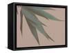 Bamboo Pink IV-Renée Stramel-Framed Stretched Canvas