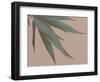 Bamboo Pink IV-Renée Stramel-Framed Photographic Print