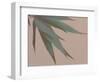 Bamboo Pink IV-Renée Stramel-Framed Photographic Print