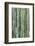 Bamboo plant, USA-Lisa S. Engelbrecht-Framed Photographic Print