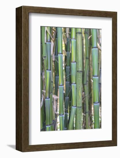 Bamboo plant, USA-Lisa S. Engelbrecht-Framed Photographic Print