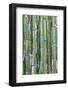 Bamboo plant, USA-Lisa S. Engelbrecht-Framed Photographic Print