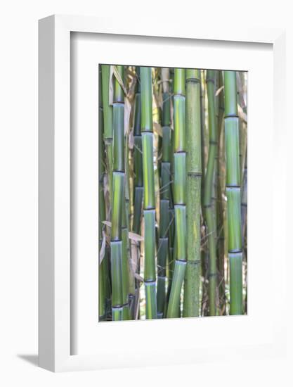 Bamboo plant, USA-Lisa S. Engelbrecht-Framed Photographic Print