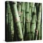 Bamboo Plants-Mika-Stretched Canvas