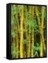 Bamboo Plants-Merrill Images-Framed Stretched Canvas