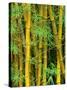 Bamboo Plants-Merrill Images-Stretched Canvas