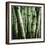 Bamboo Plants-Mika-Framed Photographic Print