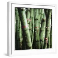 Bamboo Plants-Mika-Framed Photographic Print