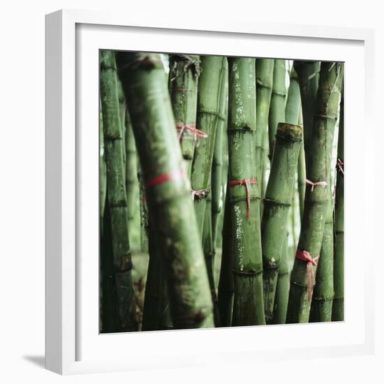 Bamboo Plants-Mika-Framed Photographic Print