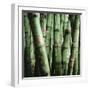 Bamboo Plants-Mika-Framed Photographic Print