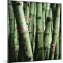 Bamboo Plants-Mika-Mounted Photographic Print