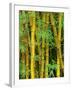 Bamboo Plants-Merrill Images-Framed Photographic Print