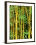 Bamboo Plants-Merrill Images-Framed Photographic Print