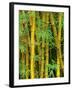 Bamboo Plants-Merrill Images-Framed Photographic Print