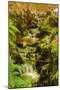 Bamboo Ravine, Maui-Vincent James-Mounted Photographic Print