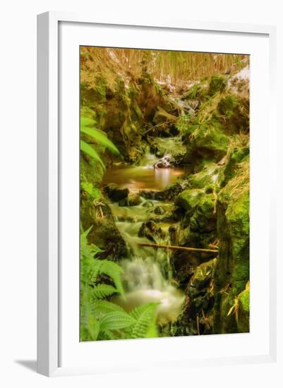 Bamboo Ravine, Maui-Vincent James-Framed Photographic Print