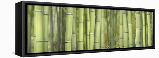 Bamboo Scape-Cora Niele-Framed Stretched Canvas