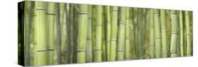 Bamboo Scape-Cora Niele-Stretched Canvas