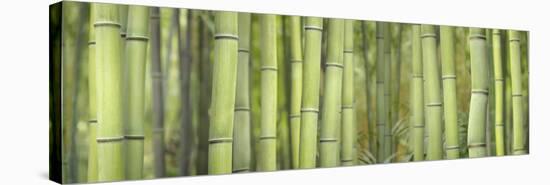 Bamboo Scape-Cora Niele-Stretched Canvas