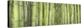 Bamboo Scape-Cora Niele-Stretched Canvas