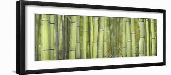 Bamboo Scape-Cora Niele-Framed Photographic Print