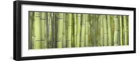 Bamboo Scape-Cora Niele-Framed Photographic Print
