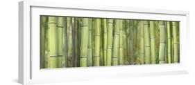 Bamboo Scape-Cora Niele-Framed Photographic Print