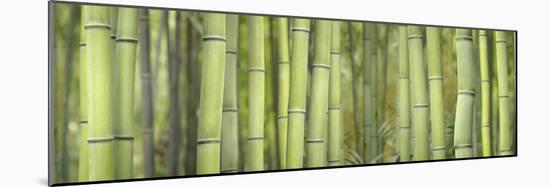 Bamboo Scape-Cora Niele-Mounted Photographic Print