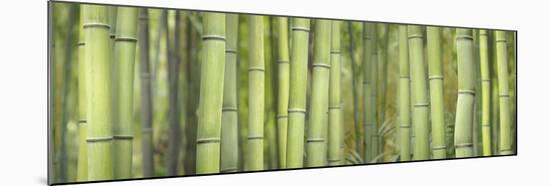 Bamboo Scape-Cora Niele-Mounted Photographic Print