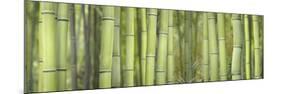 Bamboo Scape-Cora Niele-Mounted Photographic Print