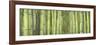 Bamboo Scape-Cora Niele-Framed Photographic Print