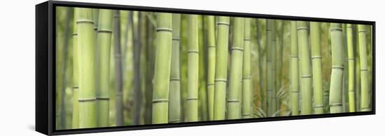 Bamboo Scape-Cora Niele-Framed Stretched Canvas