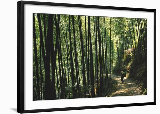 Bamboo Sea-Basil Pao-Framed Giclee Print