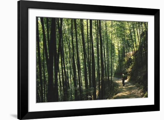 Bamboo Sea-Basil Pao-Framed Giclee Print