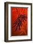 Bamboo Shade on Red I-Christine Zalewski-Framed Art Print