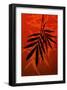 Bamboo Shade on Red II-Christine Zalewski-Framed Art Print