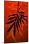Bamboo Shade on Red II-Christine Zalewski-Mounted Art Print