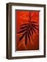 Bamboo Shade on Red II-Christine Zalewski-Framed Art Print