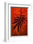 Bamboo Shade on Red II-Christine Zalewski-Framed Art Print