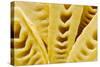 Bamboo Shoots (Close-Up)-Foodcollection-Stretched Canvas