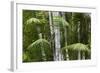 Bamboo Stand, Asa Wright Nature Area-Ken Archer-Framed Photographic Print