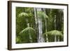 Bamboo Stand, Asa Wright Nature Area-Ken Archer-Framed Photographic Print